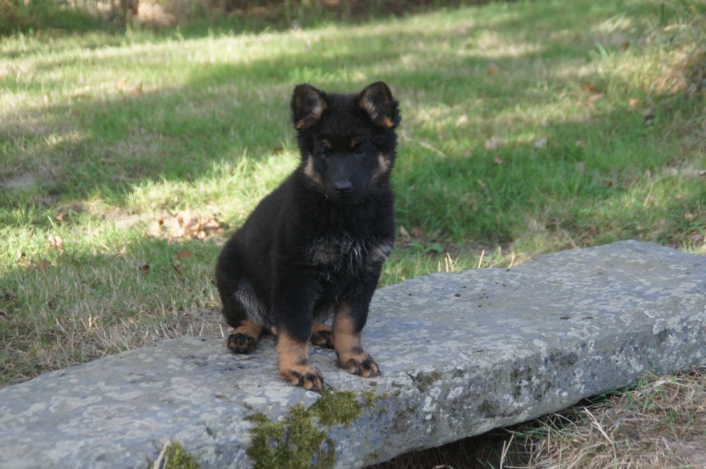 Des Voyageurs Du Vent - Berger de boheme - Portée née le 28/05/2025